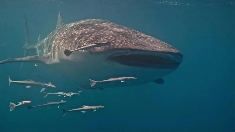 Walhai-Schwimmen Tour Ningaloo Reef, Exmouth