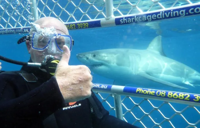 Tauchen mit dem Weißen Hai