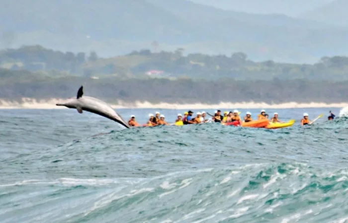 Dolphin Kayak Tour – Byron Bay