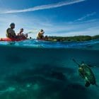Delfin Kajak Tour turtle