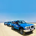 Dingos Fraser Island