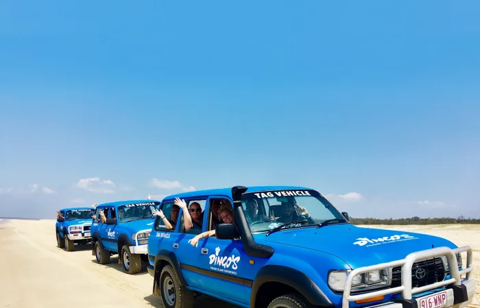 Dingos Fraser Island