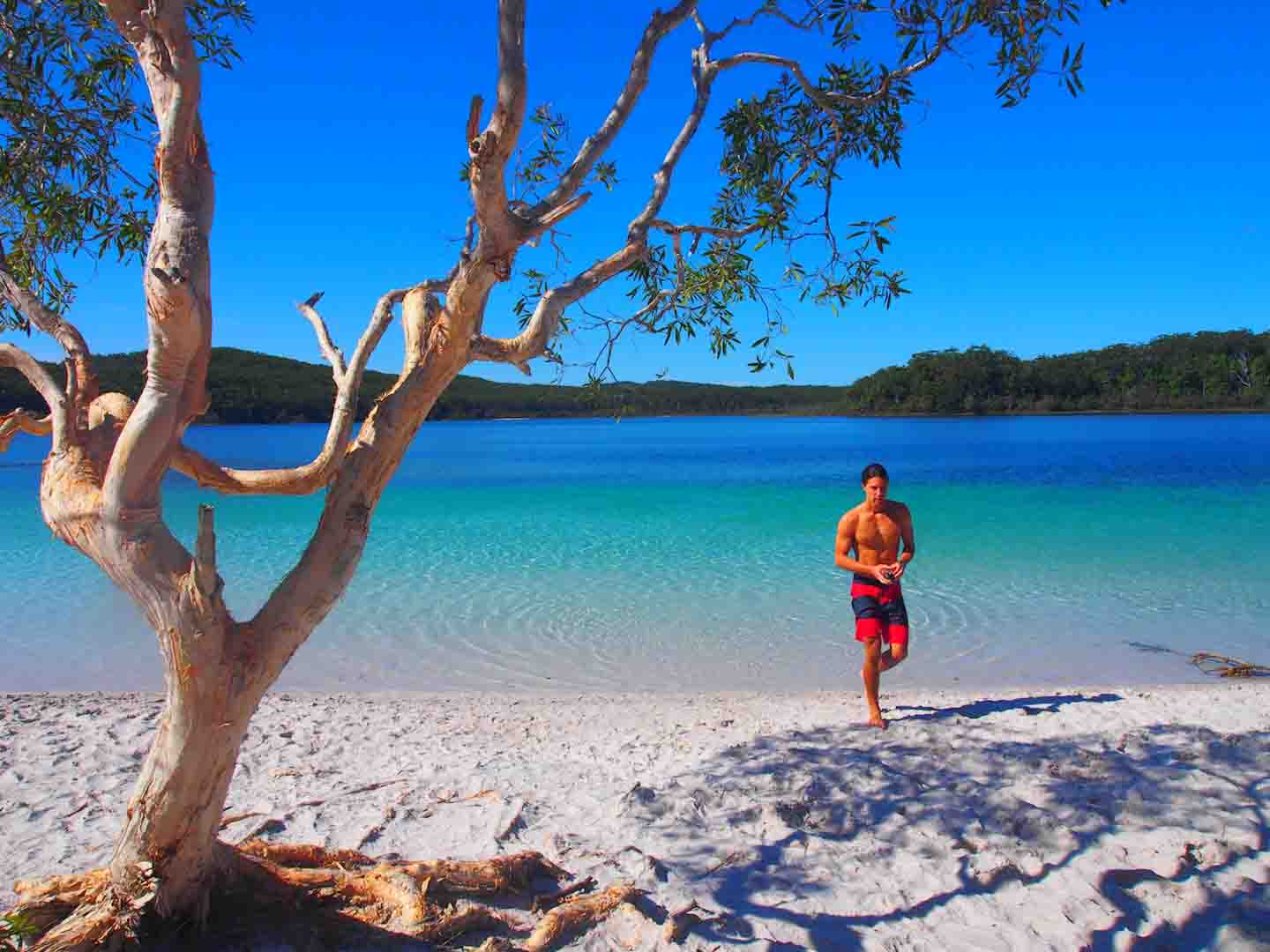 Fraser Island dingos lake
