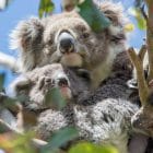 Great Ocean Road Koalas