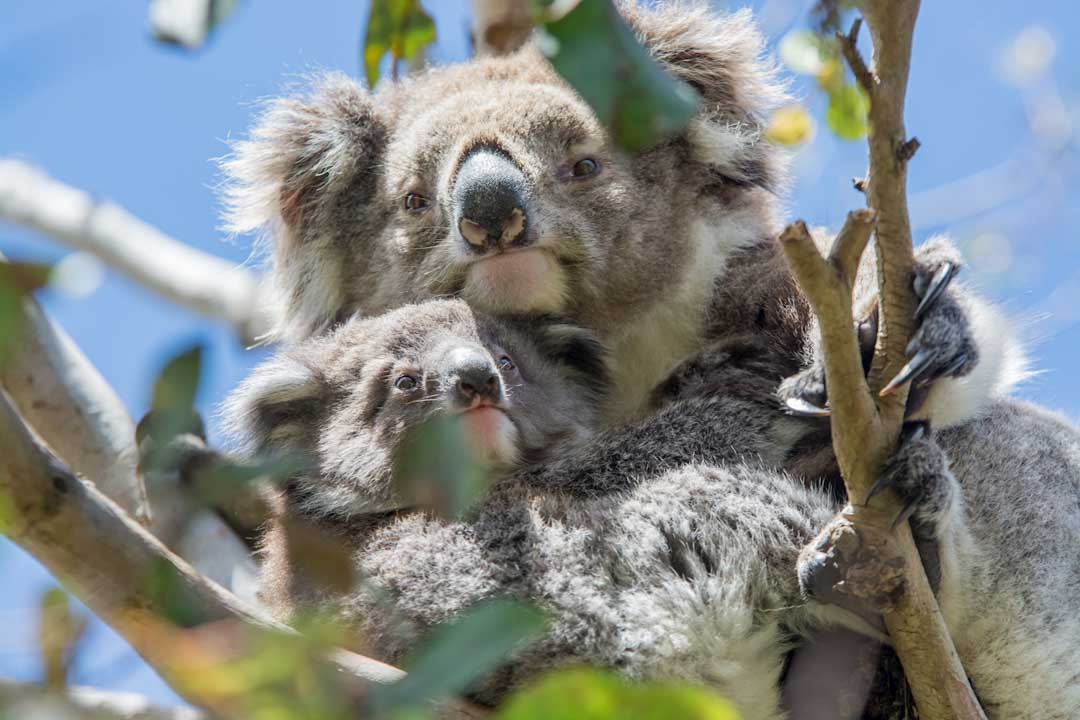 Great Ocean Road Koalas