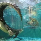 Schwimme mit einem Krokodil