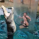 Schwimme mit einem Krokodil 3