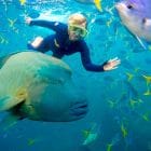 Whitsundays Tagestour Schnorhel