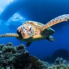 great barrier reef Schnorchel tour