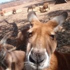 perth nach exmouth kangaroo