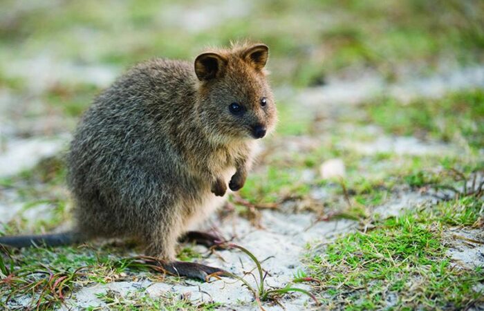 Rottnest Island: Paket mit Fähre, Fahrrad und Schnorchelverleih