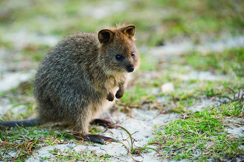 quokka