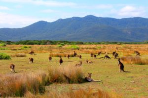 wilsons-prom-1 wilsons-prom-1