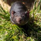 Tasmanien Rundreise Tasmanien Devil