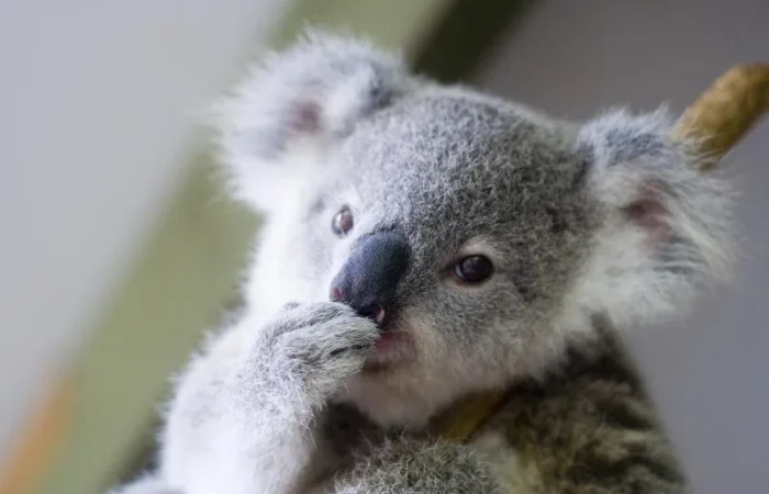 Lone Pine Koala Sanctuary