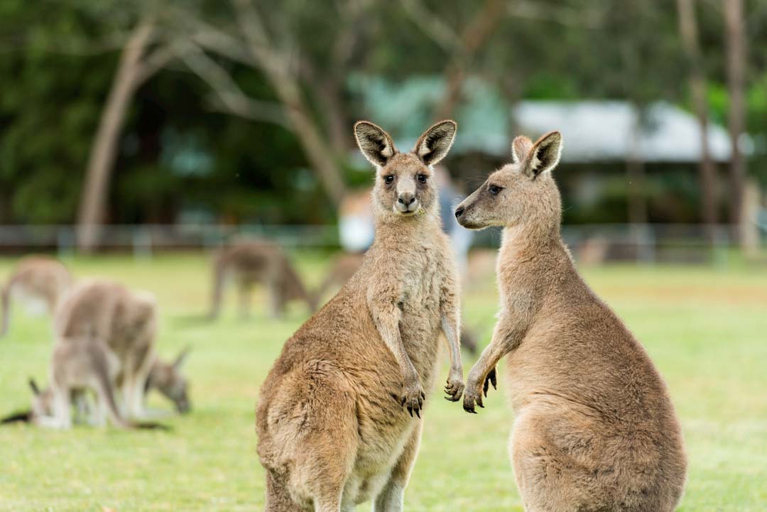 Grampians Känguru