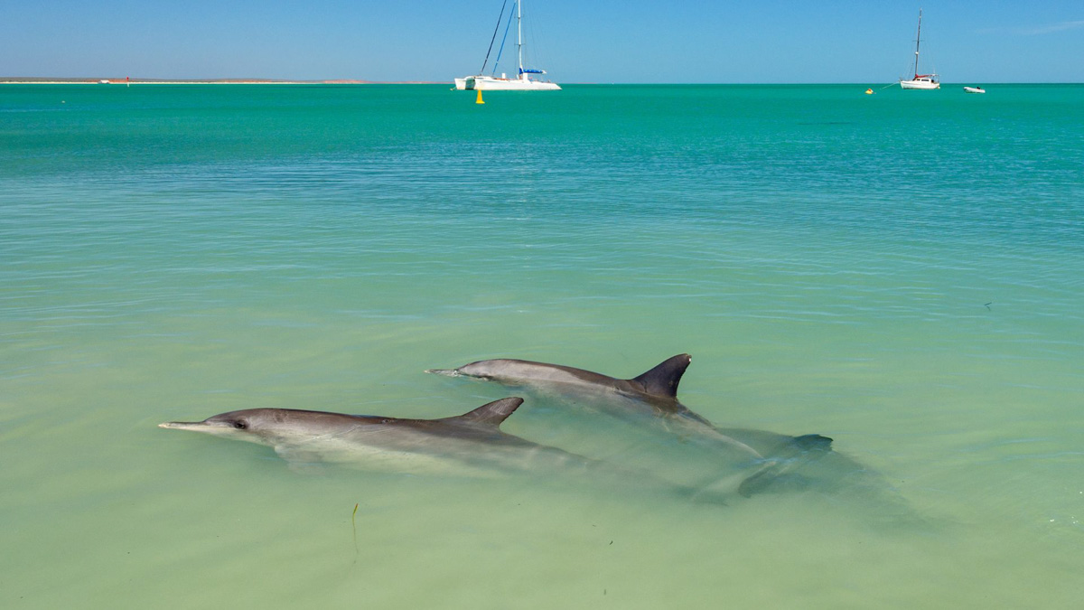 Monkey-Mia-Australien