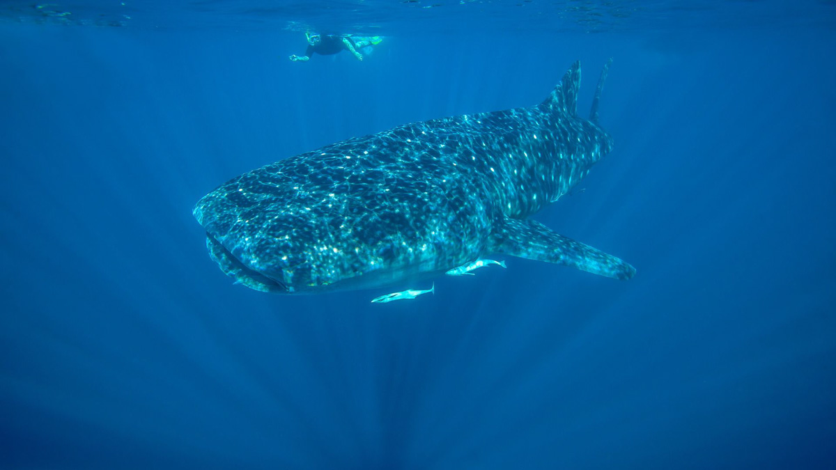 Ningaloo-Reef-Australien