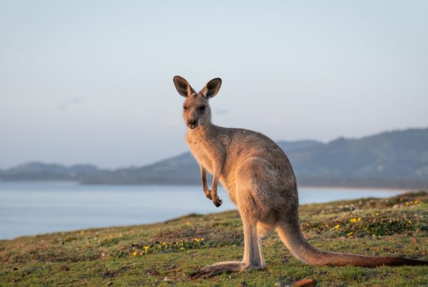 Emerald Beach Lookout