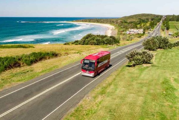 greyhound-australien