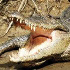 Cape Tribulation Tagestour Krokodile