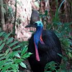 Cape Tribulation Tagestour cassowary