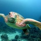 Reef Tagestour turtle