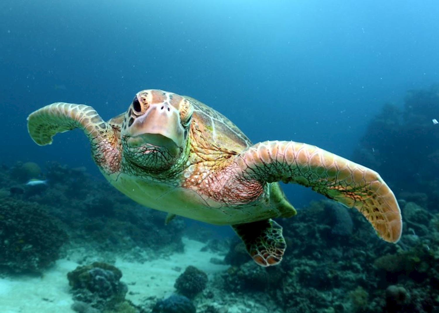 Reef Tagestour turtle