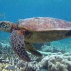 Great Barrier Reef Schnorchel Tour