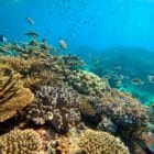 Great Barrier Reef Schnorchel Tour